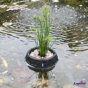 Plant Baskets Round single in pond
